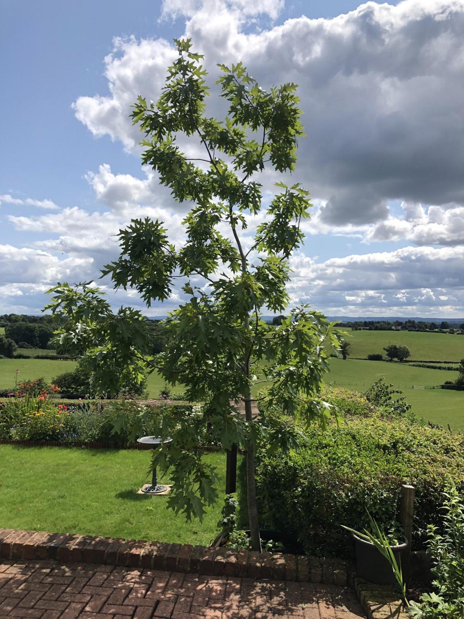 Betula Views Studio Newent Exteriér fotografie